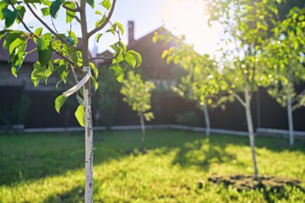 Freshly planted trees